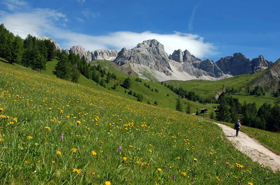 Asteracea da id. - Hieracium  cfr. hoppeanum